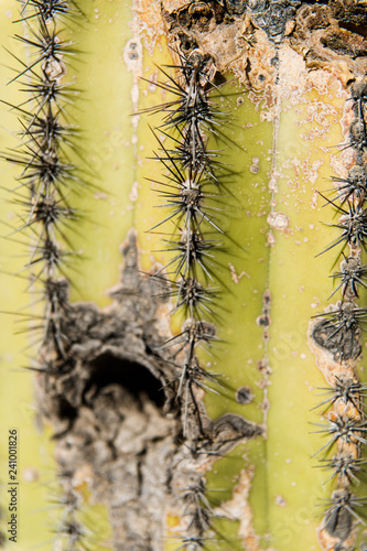 habitat in the desert saguaro cactus © Amanda