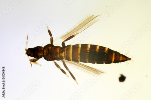 Odontothrips sp. under the microscope photo