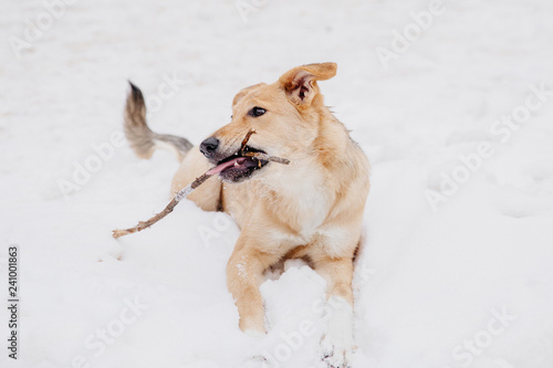 Light brown dog playing with a stick on the snow in a forest