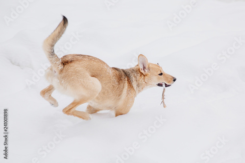 Light brown dog playing with a stick on the snow in a forest. Running dog