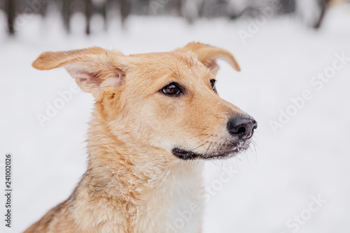 Playful light brown dog sitting on the snow in a forest