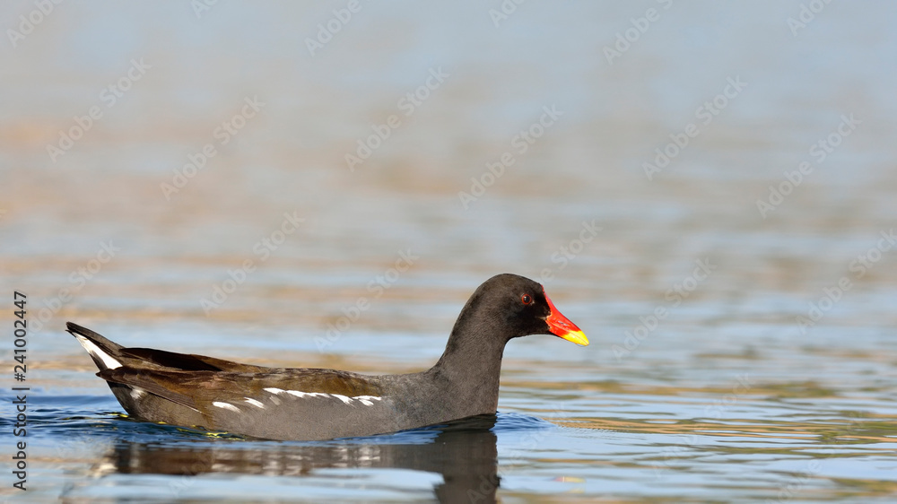 Moorhen (Gallinula chloropus), Crete, Greece Moorhen (Gallinula chloropus), Crete, Greece