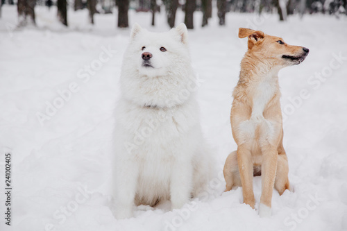 Two funny dogs sitting on the snow in the forest