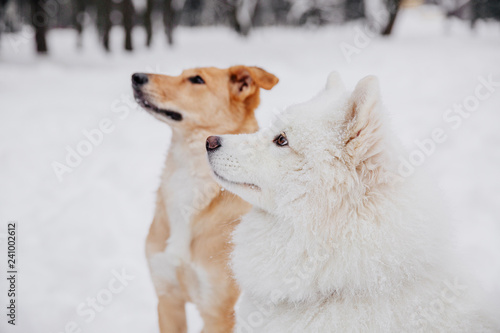 Two funny dogs sitting on the snow in the forest