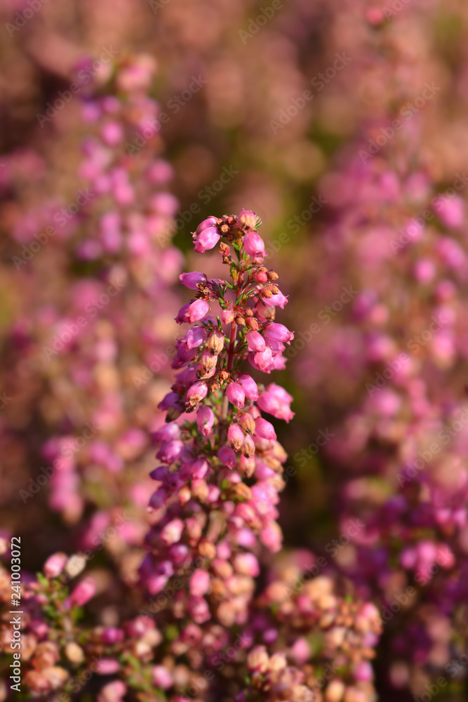 Fototapeta premium Pink bell heather