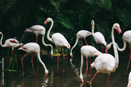 Flamingos on the water wiht forest.