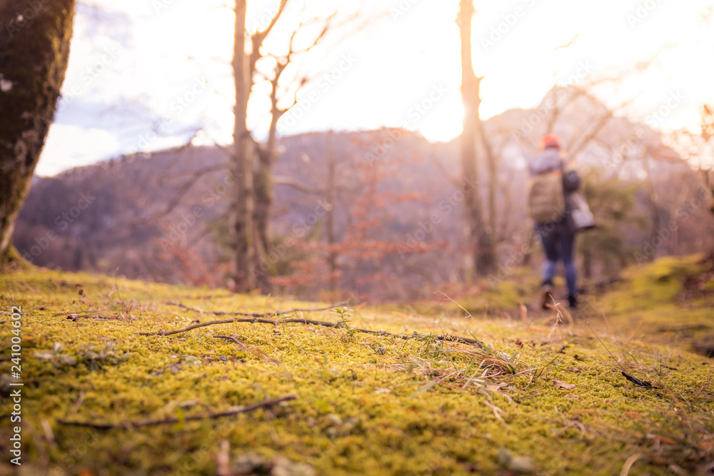 Idyllic landscape, timberland, outdoors Idyllic landscape, timberland, outdoors