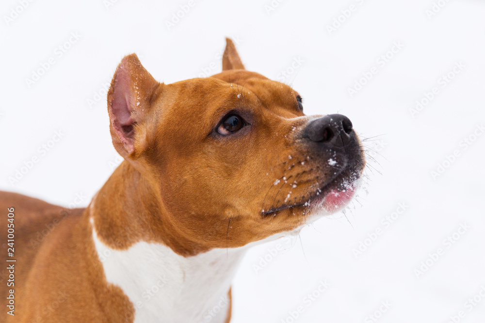 Portrait of brown pedigree dog on the snow. Staffordshire terrier