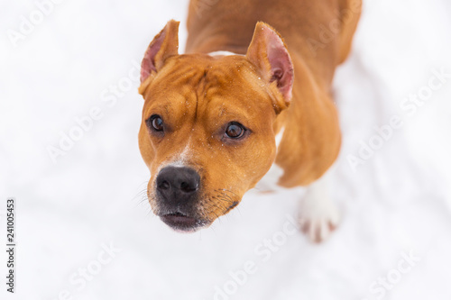 Portrait of brown pedigree dog on the snow. Staffordshire terrier