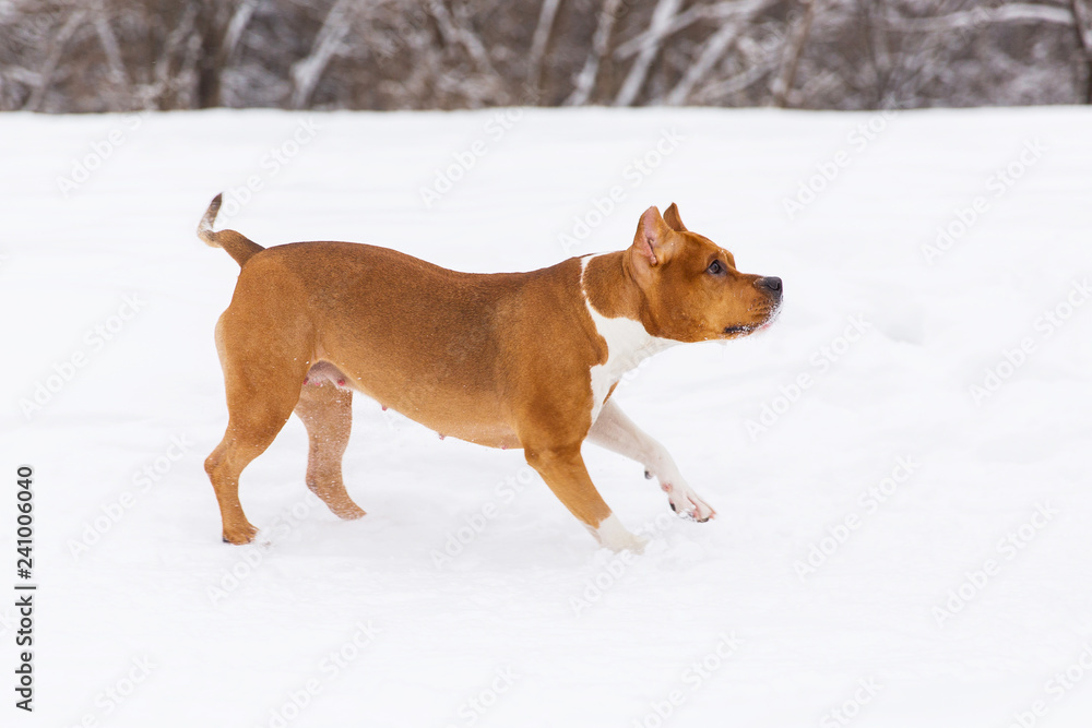 Brown pedigree dog running on the snow in a forest. Staffordshire terrier Brown pedigree dog running on the snow in a forest. Staffordshire terrier