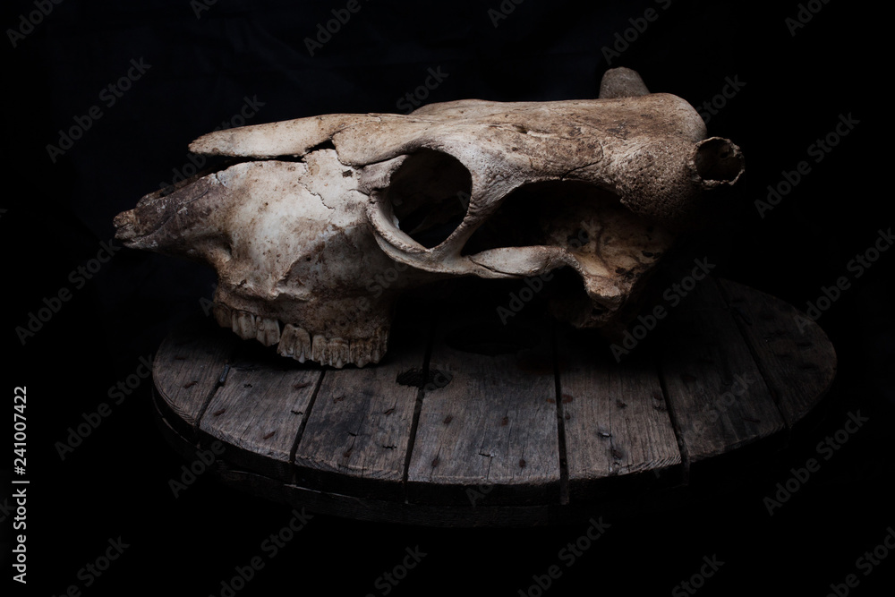 Cow/bull skull on a old grey wooden table. Cow/bull skull on a old grey wooden table.