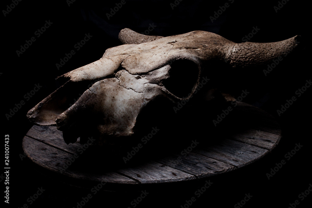 Cow/bull skull on a old grey wooden table. Cow/bull skull on a old grey wooden table.