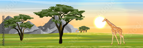 Giraffes eat the foliage of acacia trees in the African savannah. Mountains on the horizon. Realistic vector landscape. The nature of Africa. Reserves and national parks.