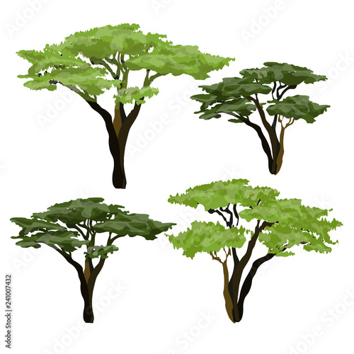 African acacia tree. Plants of Africa.