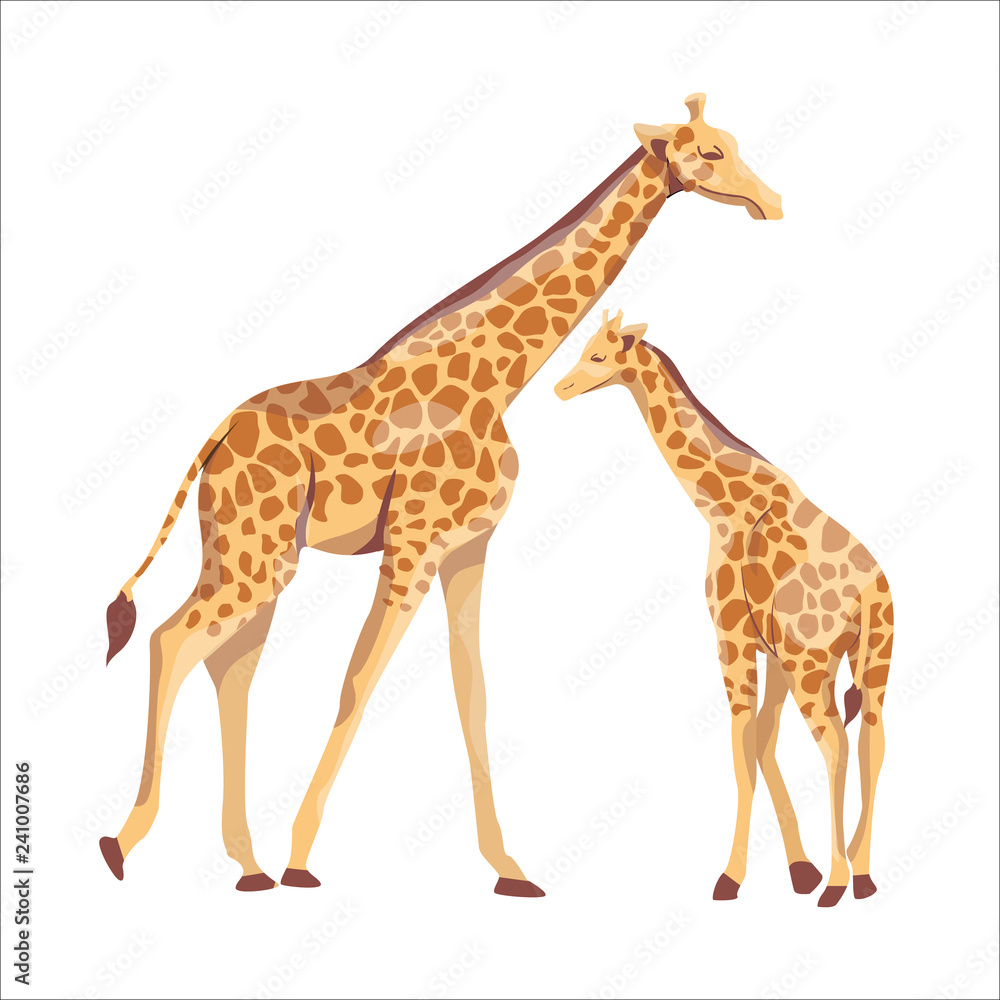 African giraffe mother and her baby. Mammals and care for the offspring. Vector illustration. Animals of Africa.