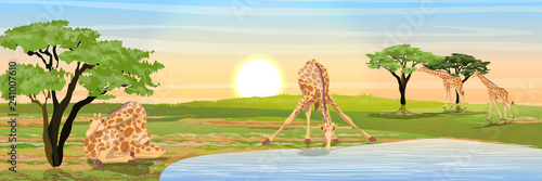 Giraffes at the watering place. Giraffe sleeps in shade of acacia tree. African savannah. Coast of the river or lake. Realistic vector landscape. The nature of Africa. Reserves and national parks. 