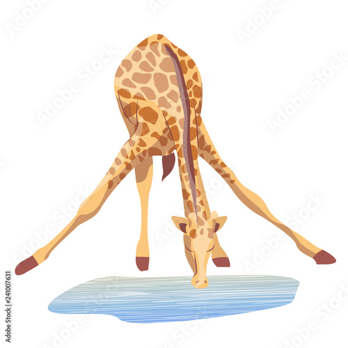 African giraffe drinks water. Vector illustration. Animals of Africa. 