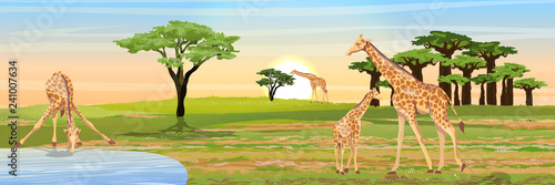 Giraffe at the watering place. Adult giraffes and young giraffe child. African savannah. Coast of the river or lake. Realistic vector landscape. The nature of Africa. Reserves and national parks. 