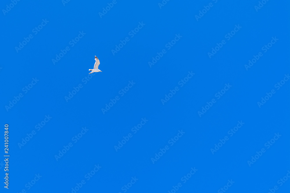 Seagull in blue sky.Seagull flying in the clear and blue sky Seagull in blue sky.Seagull flying in the clear and blue sky