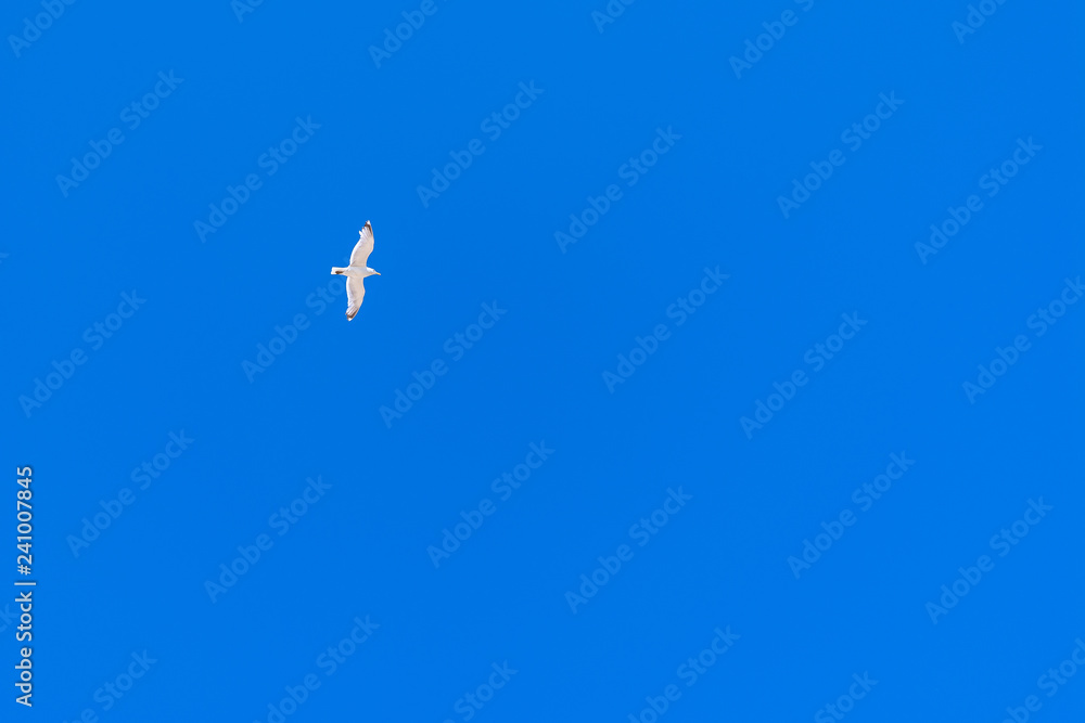 Seagull in blue sky.Seagull flying in the clear and blue sky Seagull in blue sky.Seagull flying in the clear and blue sky