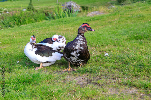 Muscovy goose outside in the farm yard in Kjeldebotn, Nordland county 
