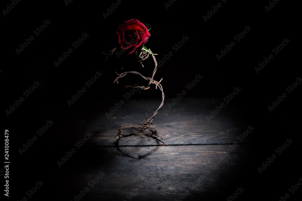 Barbed wire rose