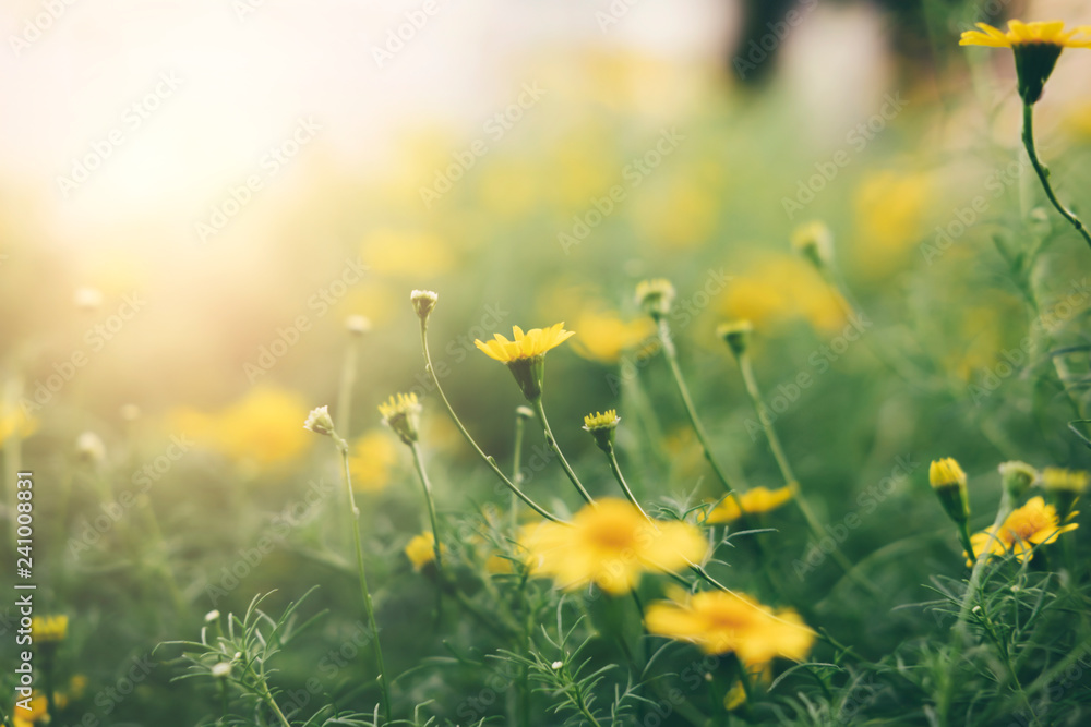 Yellow daisy flowers background.