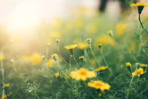 Yellow daisy flowers background. © ijeab