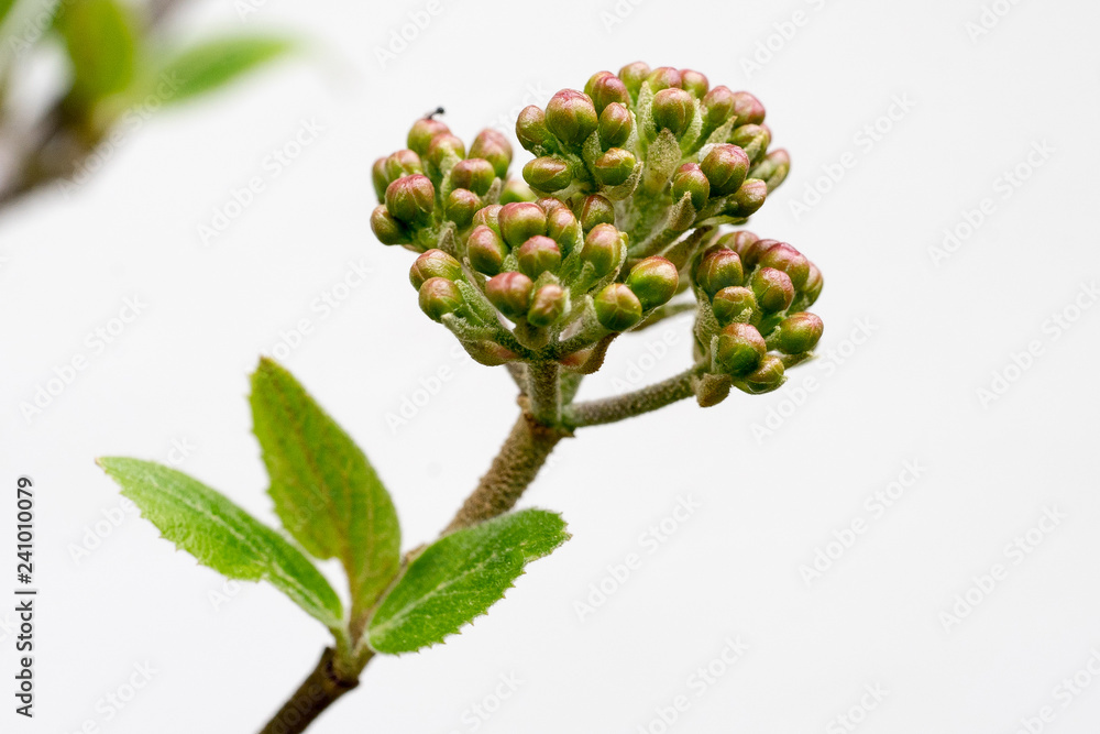Closeup of buds of wayfaring tree (Viburnum lantana)