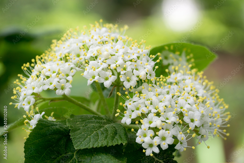 Φωτογραφία Closeup of blossoms of wayfaring tree (Viburnum lantana)