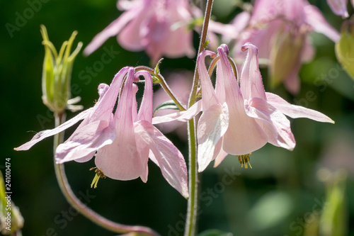 Closeup of pink columbine flowers (Aquilegia vulgaris)