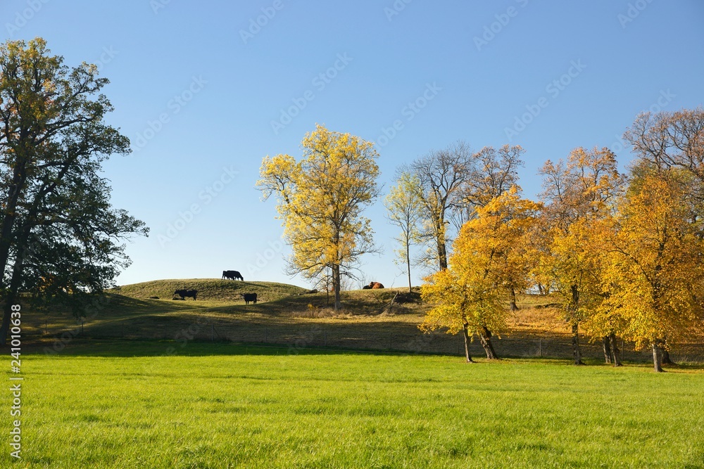 Autumn at backyard and garden. Nature background with colorful trees at sunny day Autumn at backyard and garden. Nature background with colorful trees at sunny day