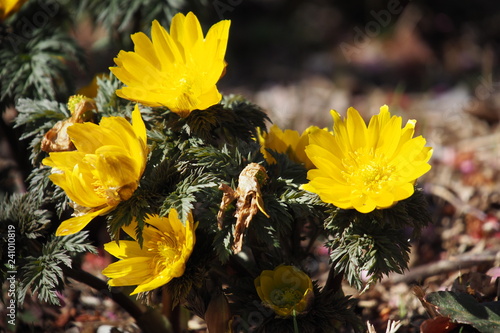 Plakat 福寿草, Amur adonis