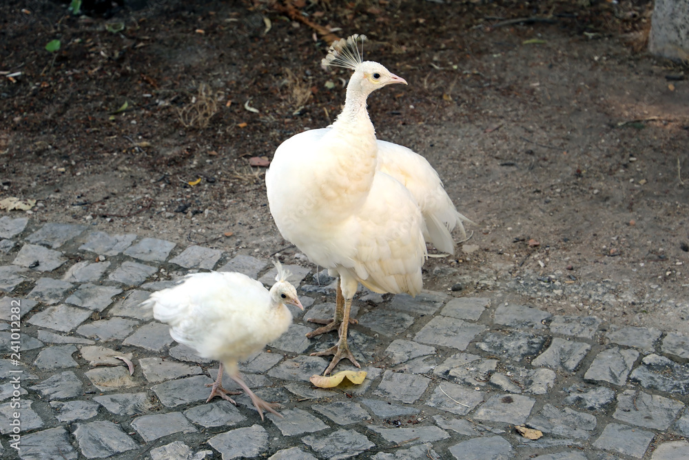 Obraz premium Biały paw z małym pawiem