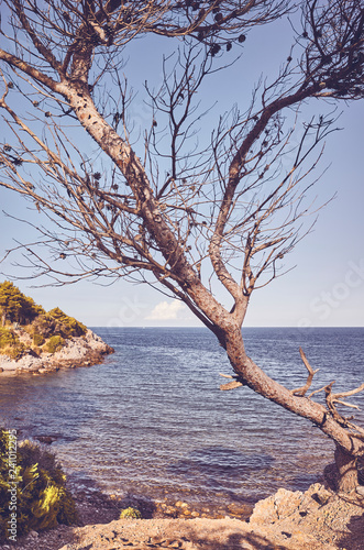 Fototapeta Naklejka Na Ścianę i Meble -  Retro toned picture of a needleless coniferous tree by a cliff at sunset, Mallorca, Spain.