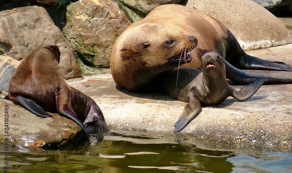 Fototapeta premium Seal pup