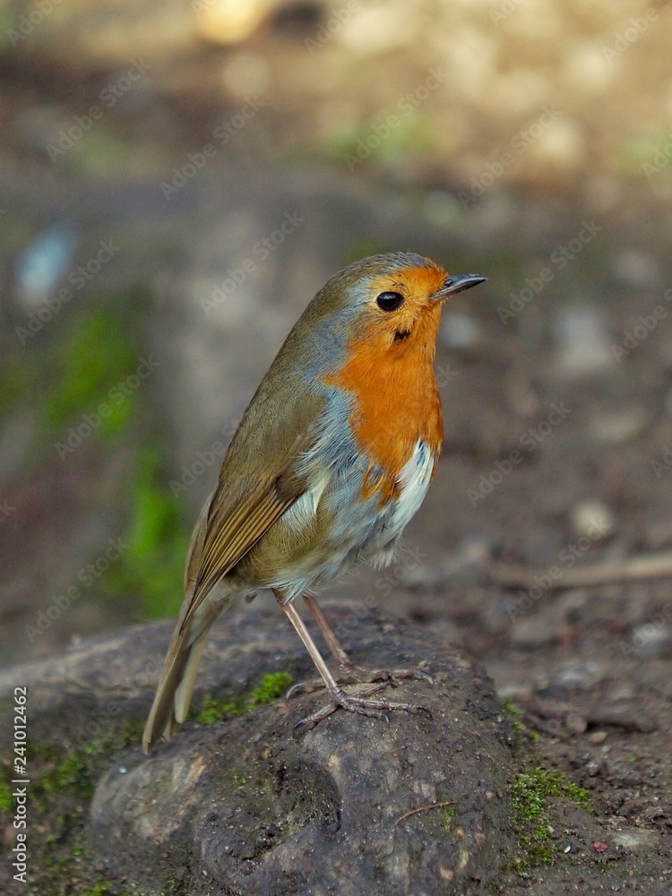 Robin Robin