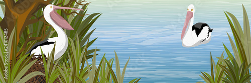 Pelican in the nest. Wild birds of Australia, New Guinea and Indonesia. The pond with a branchy tree and tall grass. Vector landscape