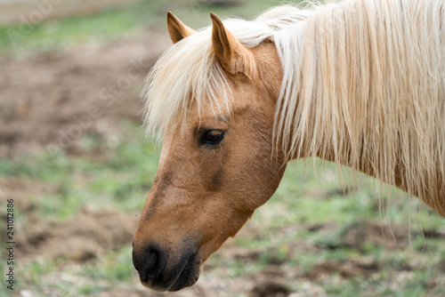 Fototapeta Naklejka Na Ścianę i Meble -  yellow horse on the farm