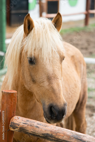 Fototapeta Naklejka Na Ścianę i Meble -  yellow horse on the farm