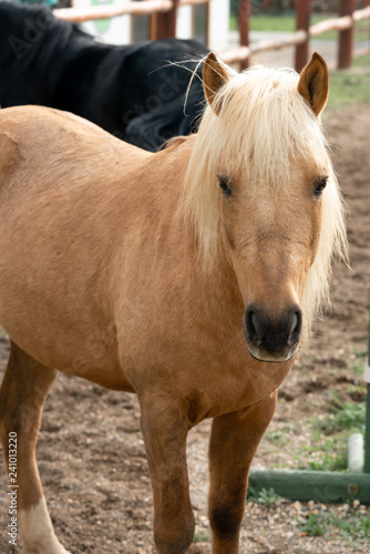 Fototapeta Naklejka Na Ścianę i Meble -  yellow horse on the farm