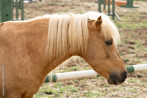 Fototapeta Naklejka Na Ścianę i Meble -  yellow horse on the farm
