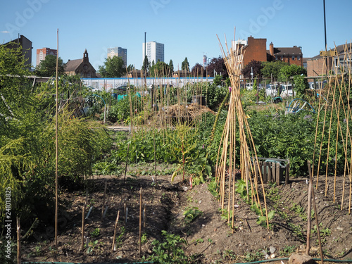 Green and lush allotment vegetable patch in London, UK
