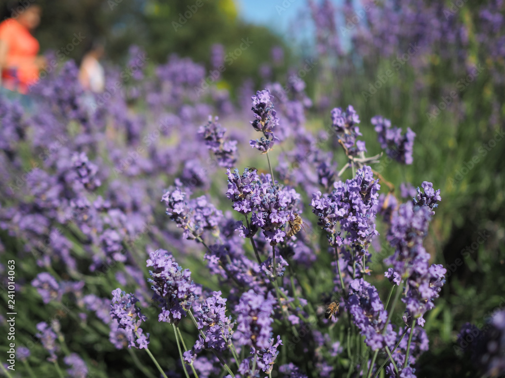 Lavender plant in the sun being pollinate by honey bees and hoverflies