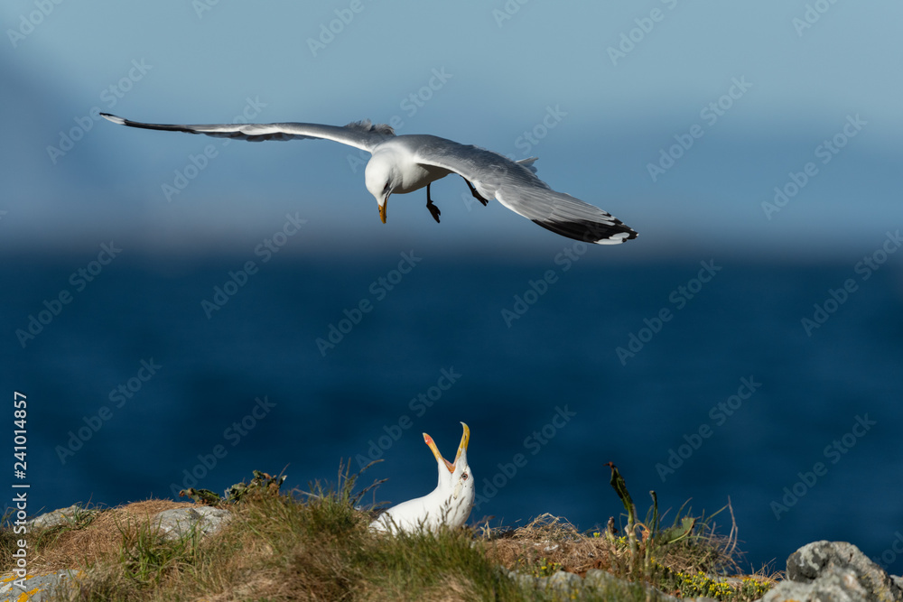 common gull flying over another gull common gull flying over another gull