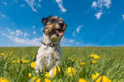 Fototapeta Naklejka Na Ścianę i Meble -  Jack Russell Terrier dog 3 years old sitting in a green spring meadow