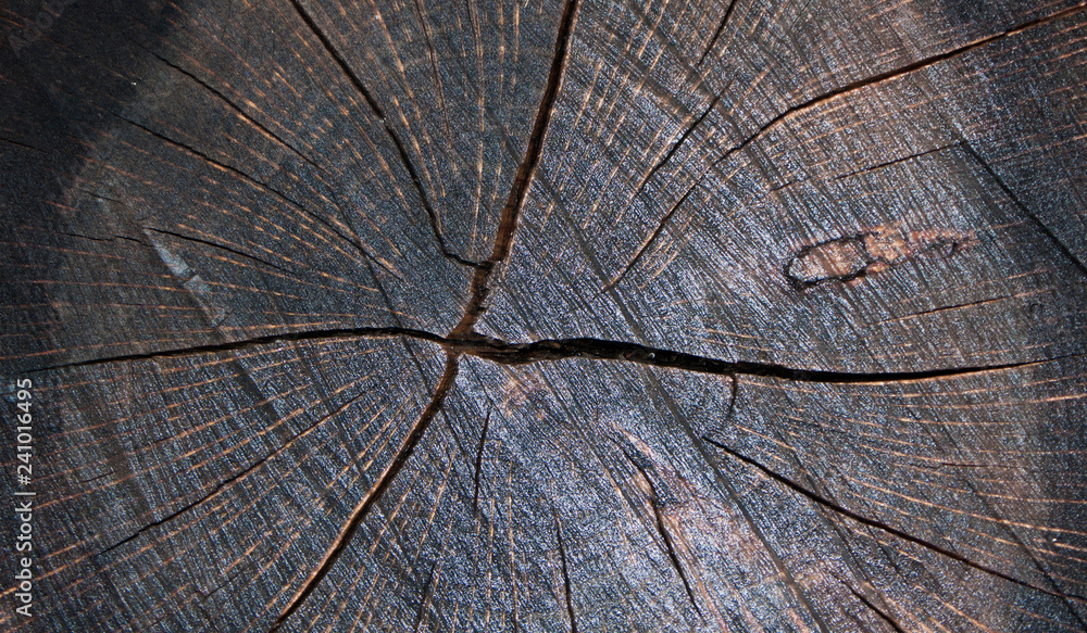 Fototapeta premium TEXTURA DE GRIETAS EN CORTEZA DE ÁRBOL