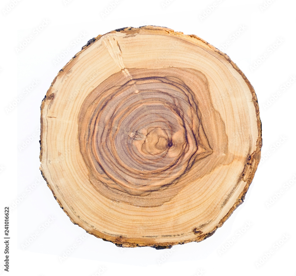 Slice of olive wood tree isolated on white background. Cut piece of round  wood with texture and rings. Stock Photo | Adobe Stock
