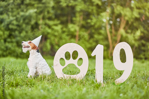 Wallpaper Mural happy dog at the park 2019 new year  Torontodigital.ca