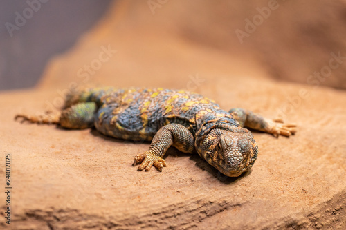 Ornate spiny tailed lizard, Uromastyx ornata, resting on a rock